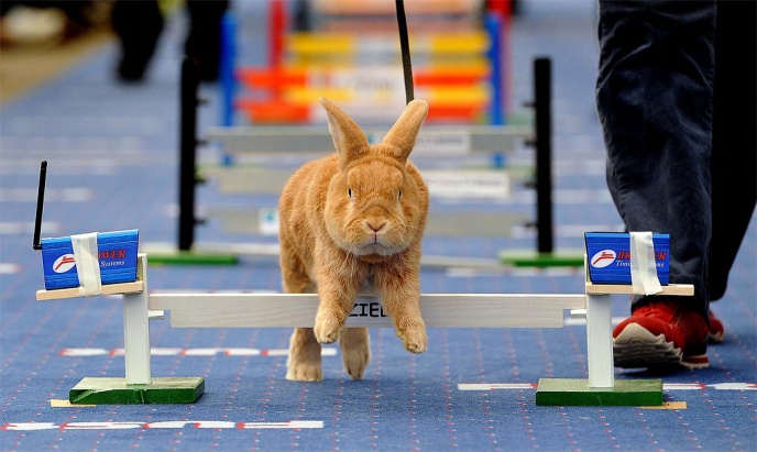 first european rabbit hopping championships 201110