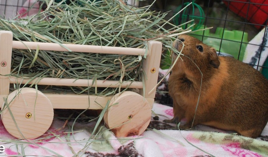 guinea pig cavy wooden hay wagon toy cage accessories5 edit