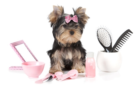 Dog with grooming tools