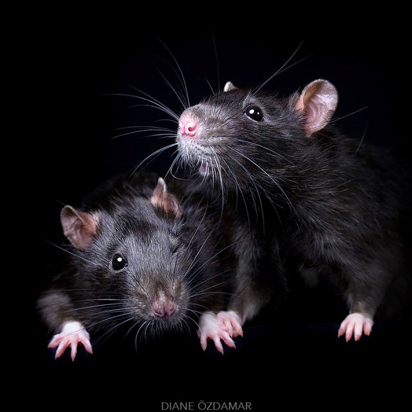 Fancy rats a collection of domestic rats portraits by Diane Özdamar23 600x600